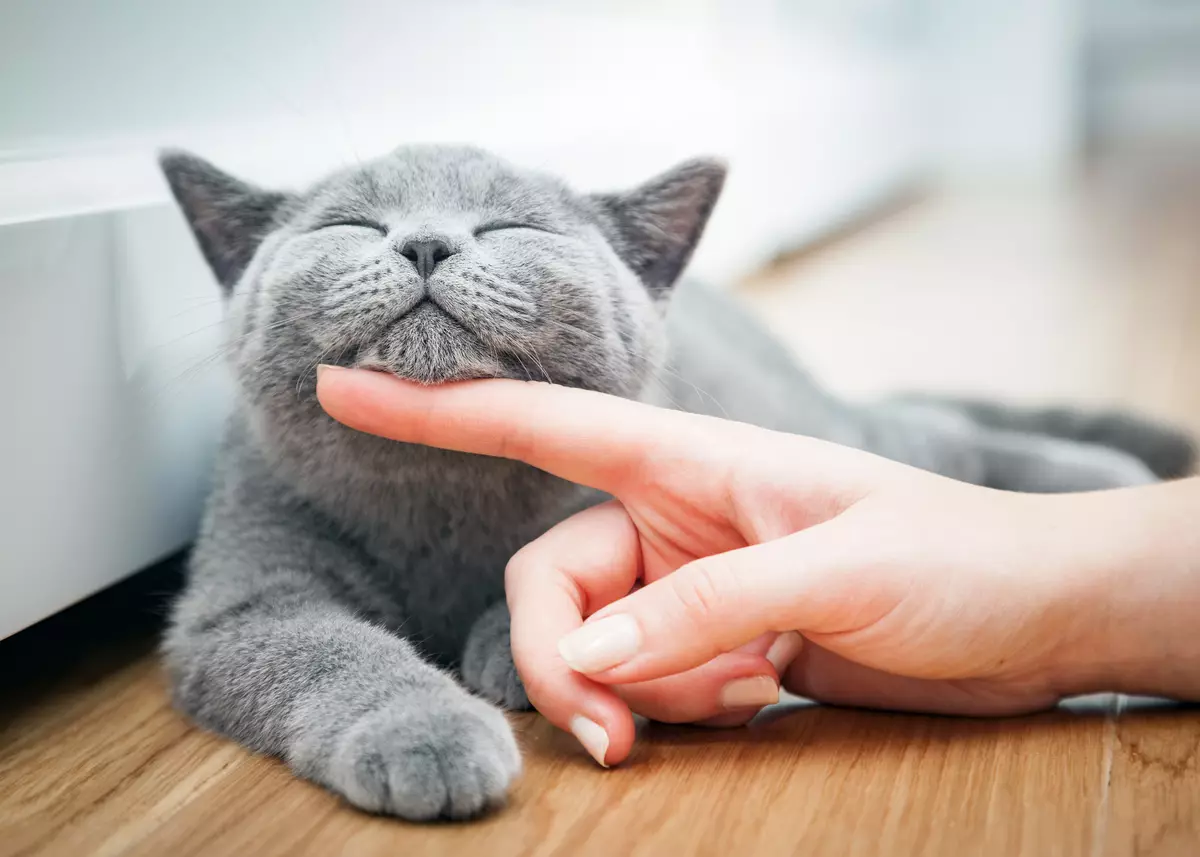 Bagaimana cara menjinakkan kucing? Bagaimana cara mengajar kucing dewasa ke tangan? Menjinakkan anak kucing liar dari jalan 11914_12