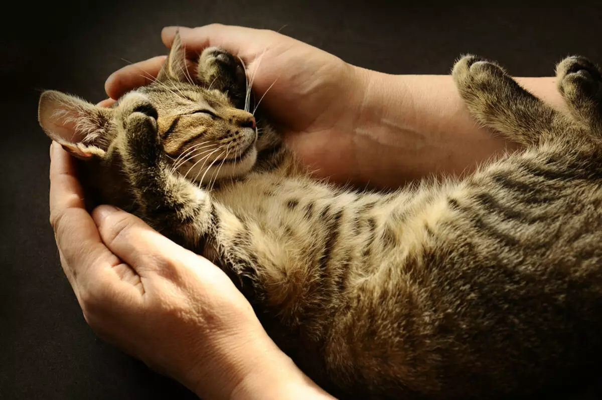 Hogyan lehet egy macskát szelídíteni? Hogyan taníthatunk egy felnőtt macskát a kezekhez? A vad kiscicát az utcáról 11914_13