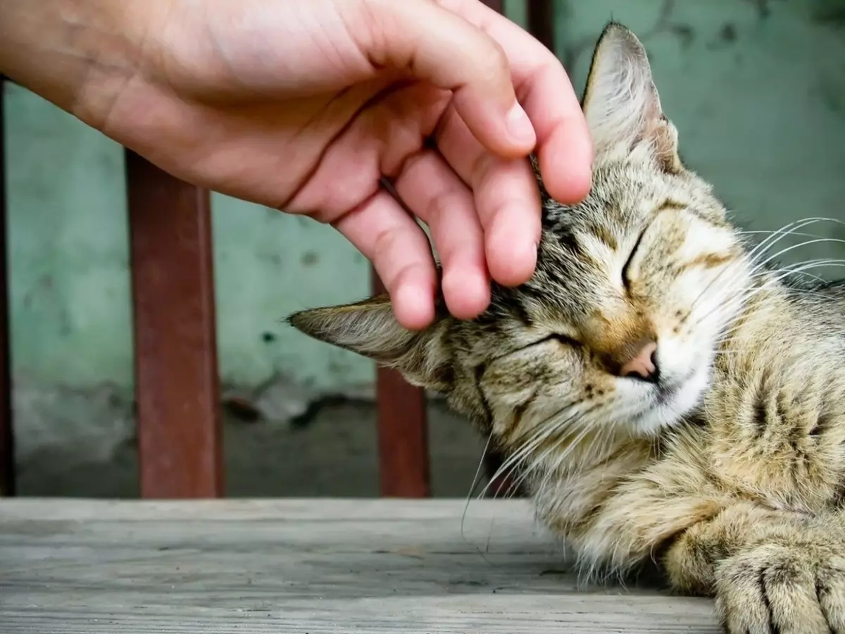 ایک بلی کا دورہ کیسے کریں؟ ہاتھوں میں بالغ بلی کیسے سکھائیں؟ گلی سے جنگلی بلی کے بچے کو ٹمنگ 11914_14