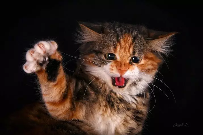Hvordan man tæmmer en kat? Hvordan man lærer en voksen kat til hænderne? Taming den vilde killing fra gaden 11914_17