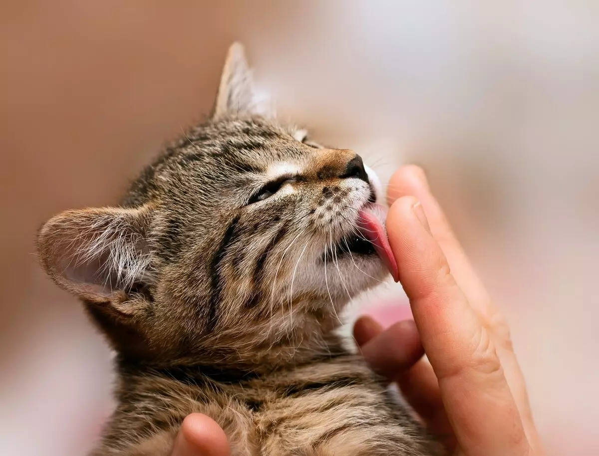 ¿Cómo domesticar a un gato? ¿Cómo enseñar a un gato adulto a las manos? Tomando el gatito salvaje desde la calle. 11914_18