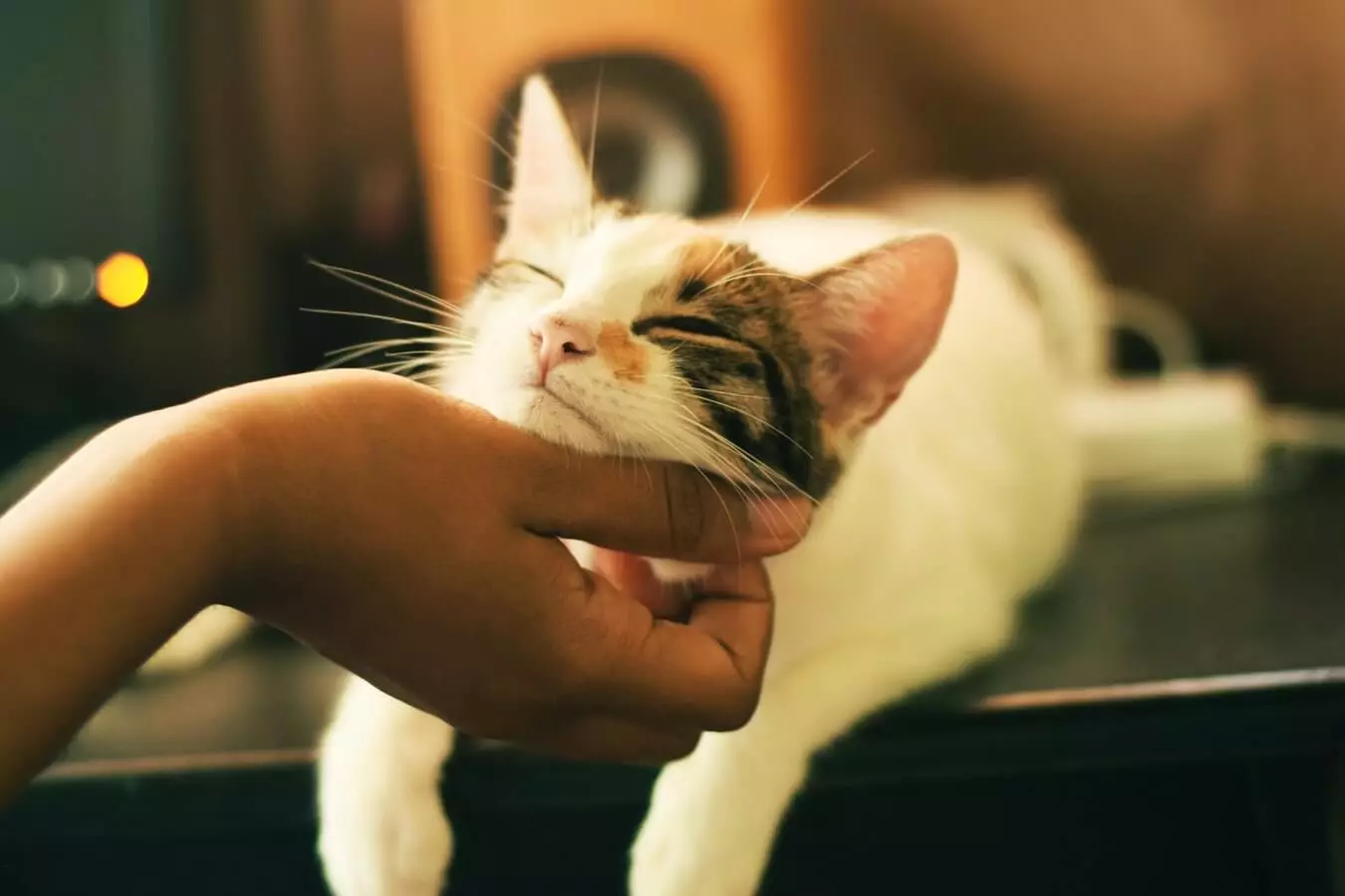 Kuidas kassi taltsutada? Kuidas õpetada täiskasvanud kassi kätele? Taltsutada metsik kassipoeg tänavast 11914_19