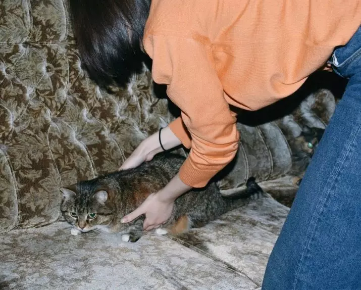Come domare un gatto? Come insegnare un gatto adulto alle mani? Taming the Wild Kitten dalla strada 11914_23