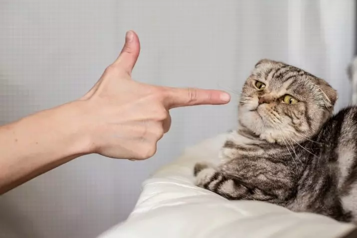 Si ta zbush një mace? Si të mësoni një mace të rritur në duar? Taming kotele të egra nga rruga 11914_4
