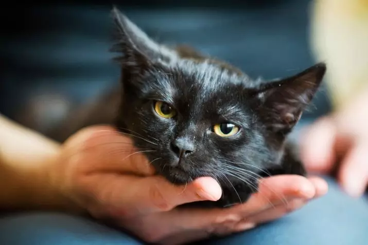 Como domar um gato? Como ensinar um gato adulto às mãos? Domesticar o gatinho selvagem da rua 11914_6