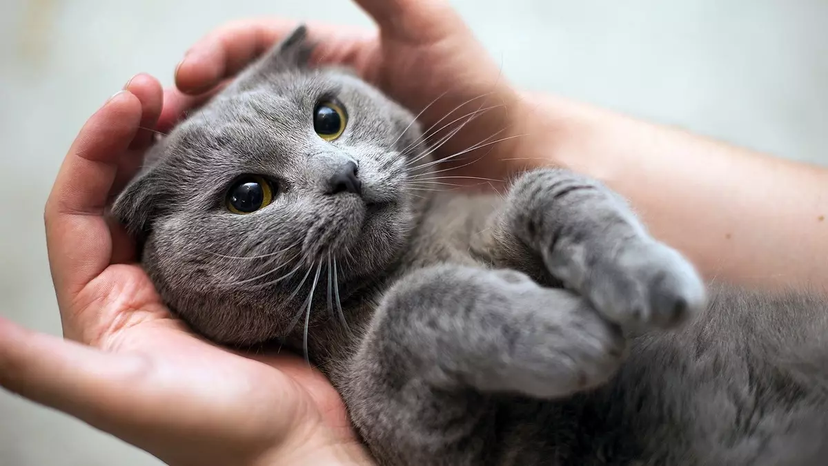 Pisici răi: o descriere a celor mai agresive roci ale pisicilor din lume. Cum să te înțelegi cu ei? 11915_10