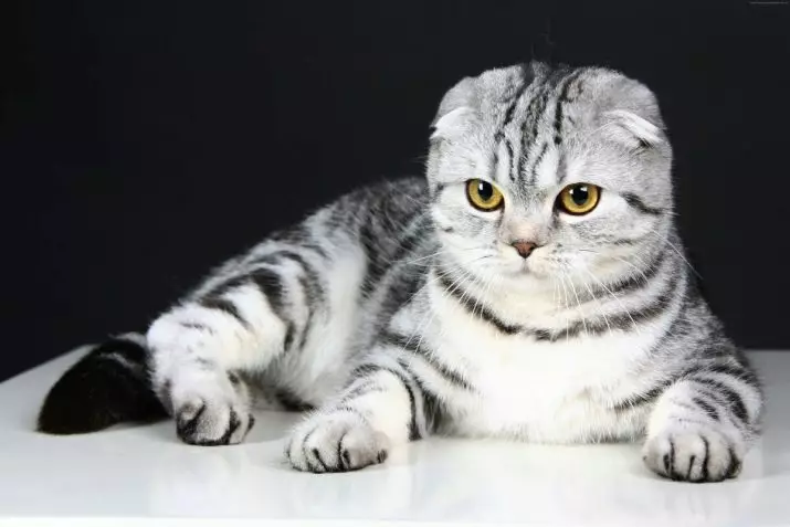 Evil katter: En beskrivning av de mest aggressiva stenarna i katterna i världen. Hur man klarar av dem? 11915_11