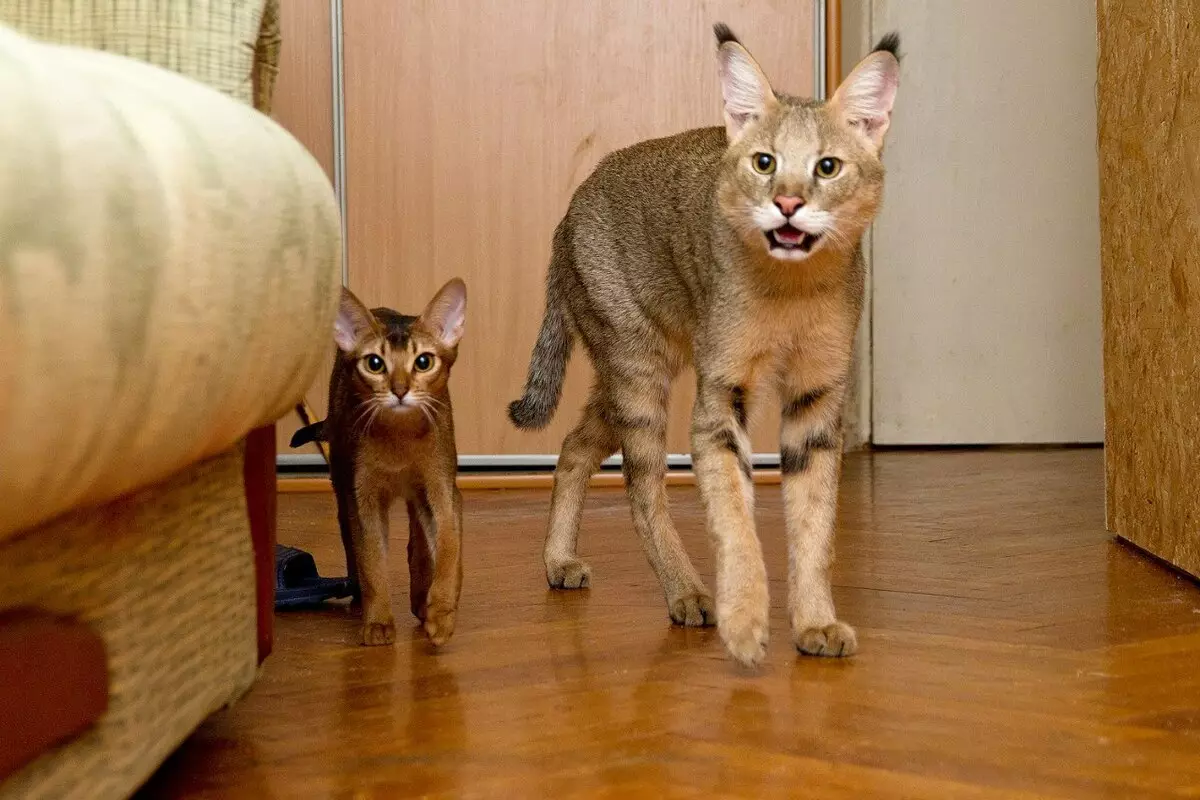 Cats keqe: një përshkrim të shkëmbinjve më agresive të macet në botë. Si të bashkoheni me ta? 11915_15