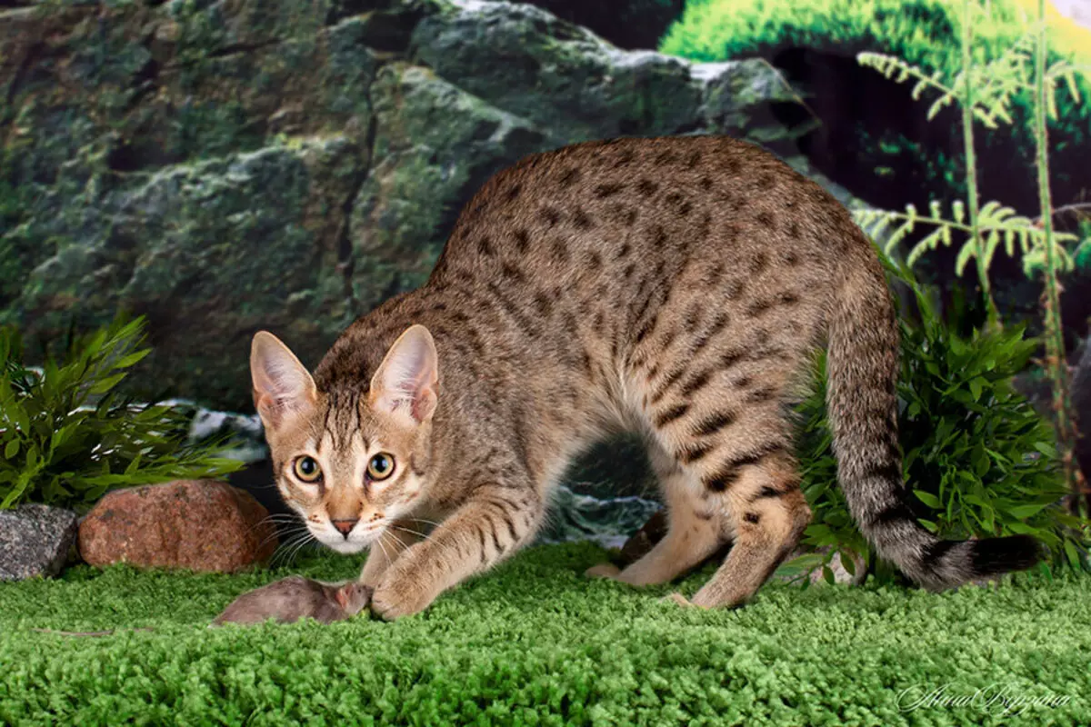 Gatos malvados: unha descrición das rocas máis agresivas dos gatos do mundo. Como conseguir con eles? 11915_18