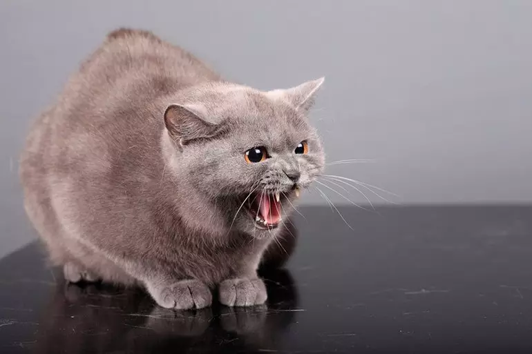 Gatos malvados: unha descrición das rocas máis agresivas dos gatos do mundo. Como conseguir con eles? 11915_21
