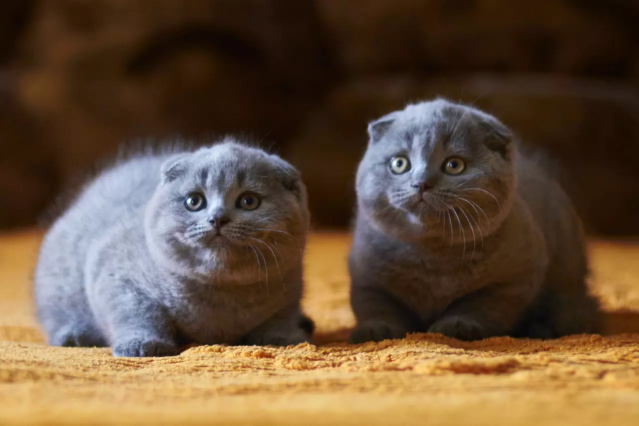 Zlí kočky: popis nejagresivnějších kamenů koček na světě. Jak se s nimi dostat? 11915_25