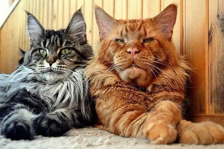 Cats keqe: një përshkrim të shkëmbinjve më agresive të macet në botë. Si të bashkoheni me ta? 11915_27