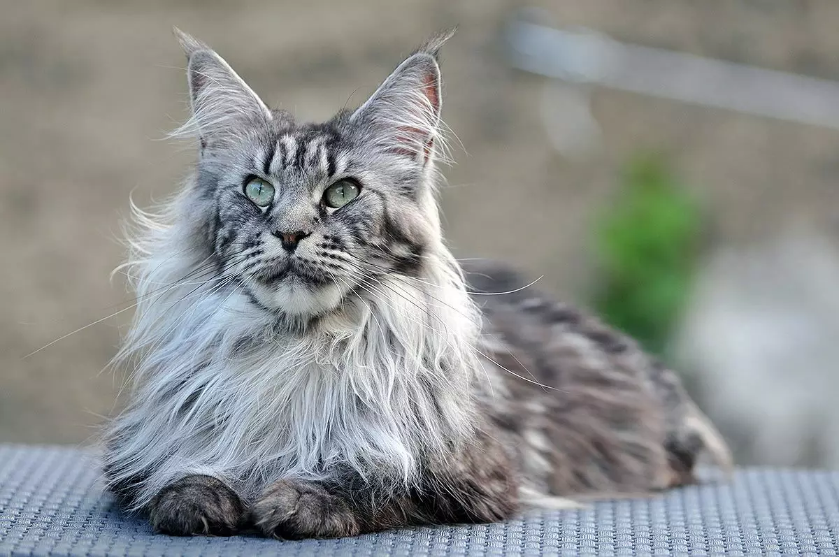 القطط الشريرة: وصفا لمعظم الصخور عدوانية القطط في العالم. كيفية الحصول على جنبا إلى جنب معهم؟ 11915_5