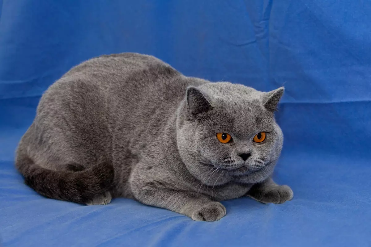Evil mačke: Opis najbolj agresivnih kamnin mačk na svetu. Kako priti skupaj z njimi? 11915_9