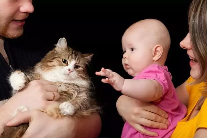 Katte vir kinders (47 foto's): Watter rasse is die beste geskik? Hoe om 'n kat in 'n woonstel te kies? Watter katte hou nie van kinders nie? 11919_10