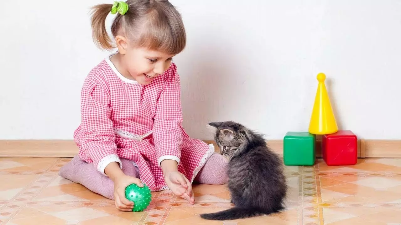 Katte vir kinders (47 foto's): Watter rasse is die beste geskik? Hoe om 'n kat in 'n woonstel te kies? Watter katte hou nie van kinders nie? 11919_11