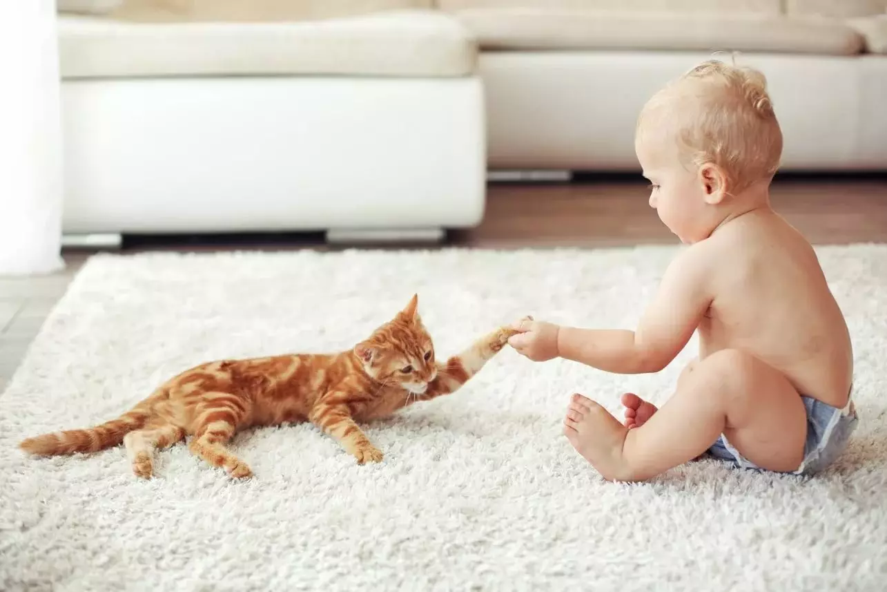 Katte vir kinders (47 foto's): Watter rasse is die beste geskik? Hoe om 'n kat in 'n woonstel te kies? Watter katte hou nie van kinders nie? 11919_4