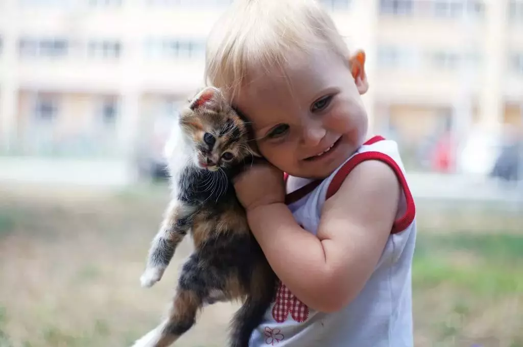 Mačke za otroke (47 fotografij): Katere pasme so najbolj primerne? Kako izbrati mačko v stanovanju? Katere mačke ne marajo otrok? 11919_6