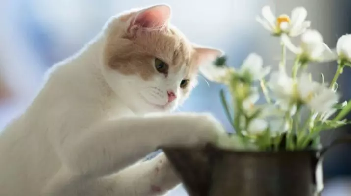 Rastiyên balkêş ên li ser pisîkan: Di derbarê pisîkên malê de rast û ecêb û xeyalî 11920_10