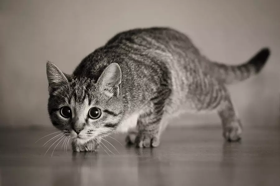 Цікаві факти про кішок: дивовижні, незвичайні і забавні факти про домашніх котів 11920_16