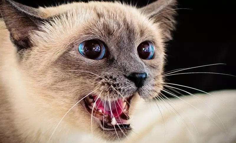 Zanimiva dejstva o mačkah: neverjetno, nenavadna in smešna dejstva o domačih mačkah 11920_20