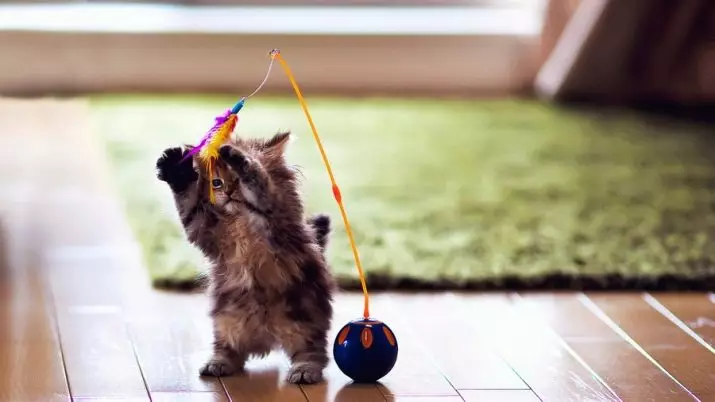 Érdekes tények a macskákról: Csodálatos, szokatlan és vicces tények az otthoni macskákról 11920_24