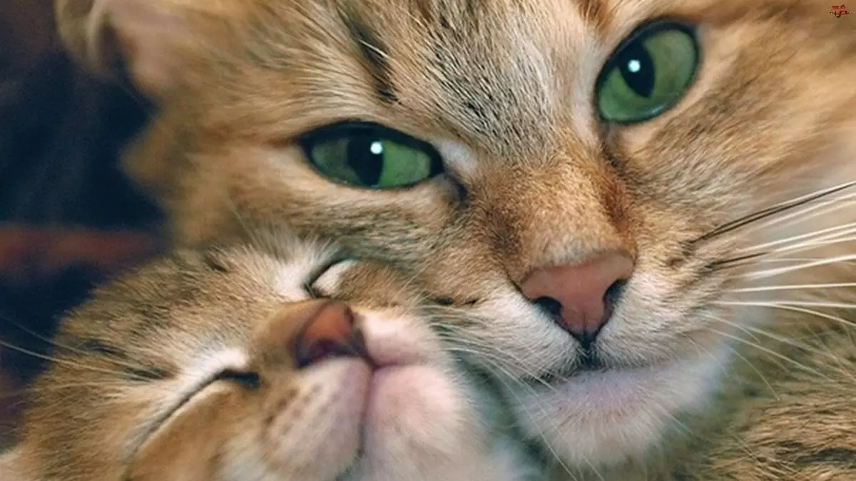 Interessante feiten over katten: verbazingwekkende, ongewone en grappige feiten over thuiskatten 11920_3