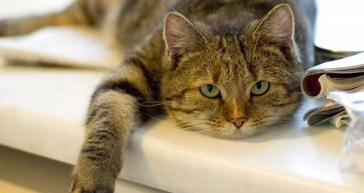 Zanimljive činjenice o mačaka: nevjerojatne, neobične i smiješne činjenice o kućnim mačkama 11920_30