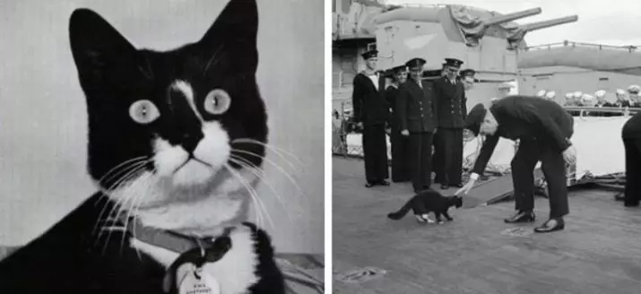 Zanimljive činjenice o mačaka: nevjerojatne, neobične i smiješne činjenice o kućnim mačkama 11920_36