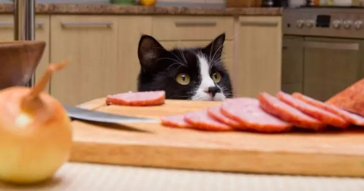 Ciekawe fakty dotyczące kotów: niesamowite, niezwykłe i zabawne fakty o domowych kotach 11920_7