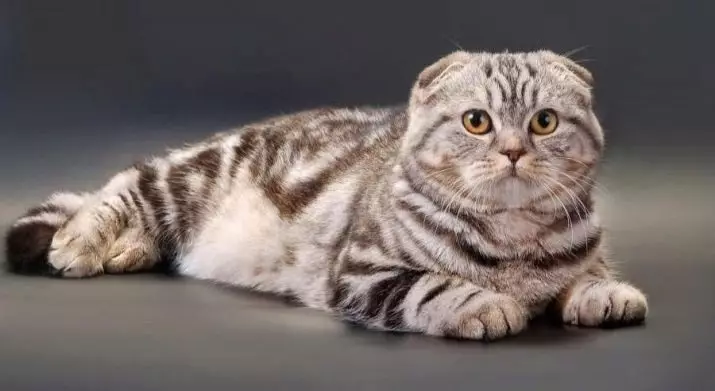 Caràcter de gat (19 fotos): característiques del comportament dels gats. Gat es reprodueix amb hàbits de gossos 11922_10