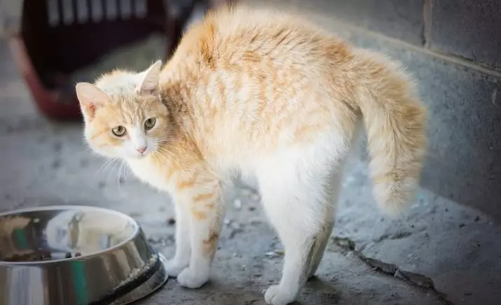 Carácter de gato (19 fotos): Características del comportamiento de los gatos. Cat razones con hábitos de perro 11922_19