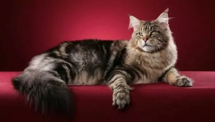 Karakter kucing (19 foto): Fitur perilaku kucing. Kucing berkembang biak memiliki kebiasaan anjing 11922_8