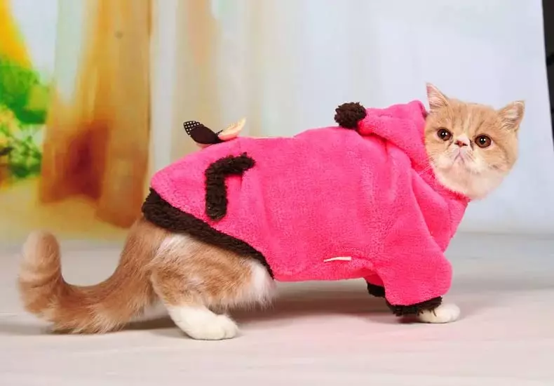 Roupa de gato: roupa de punto quente para gatos e gatitos. Como elixir o tamaño correcto? Como ensinar a roupa? 11923_10