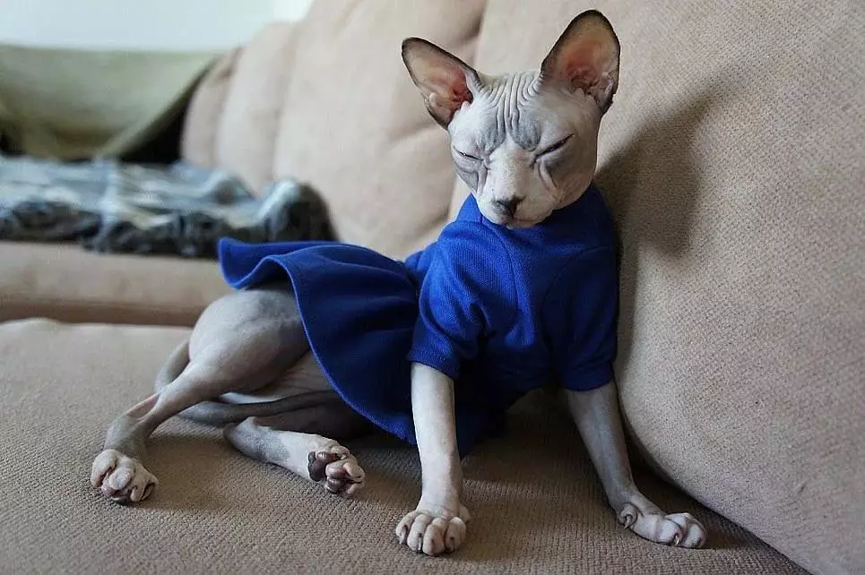 Ρούχα γάτας: ζεστά πλεκτά ρούχα για γάτες και γατάκια. Πώς να επιλέξετε το σωστό μέγεθος; Πώς να διδάξετε τα ρούχα; 11923_12