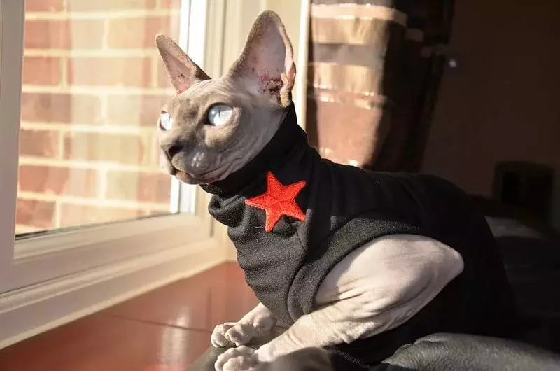 猫衣服：猫和小猫的温暖针织衣服。如何选择合适的尺寸？如何教衣服？ 11923_13