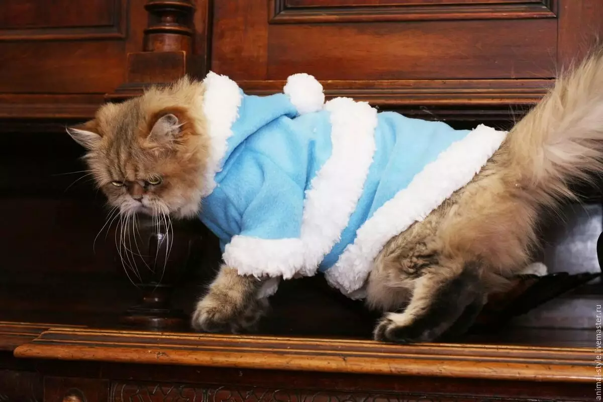Katzenkleidung: Warme gestrickte Kleidung für Katzen und Kätzchen. Wie wählt ich die richtige Größe aus? Wie kannst du Kleidung beibringen? 11923_14