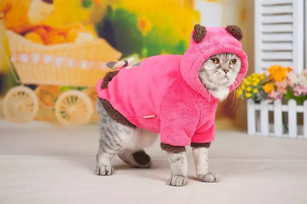 Cat ტანსაცმელი: თბილი ნაქსოვი ტანსაცმელი კატები და kittens. როგორ ავირჩიოთ მარჯვენა ზომა? როგორ ასწავლოს ტანსაცმელი? 11923_2