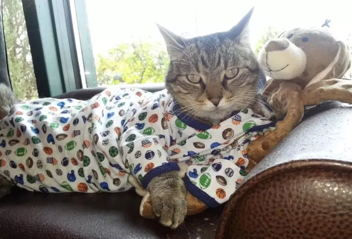 Ρούχα γάτας: ζεστά πλεκτά ρούχα για γάτες και γατάκια. Πώς να επιλέξετε το σωστό μέγεθος; Πώς να διδάξετε τα ρούχα; 11923_28