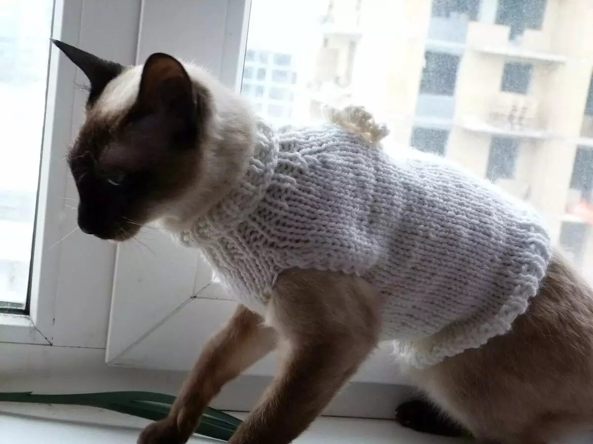 Ρούχα γάτας: ζεστά πλεκτά ρούχα για γάτες και γατάκια. Πώς να επιλέξετε το σωστό μέγεθος; Πώς να διδάξετε τα ρούχα; 11923_29