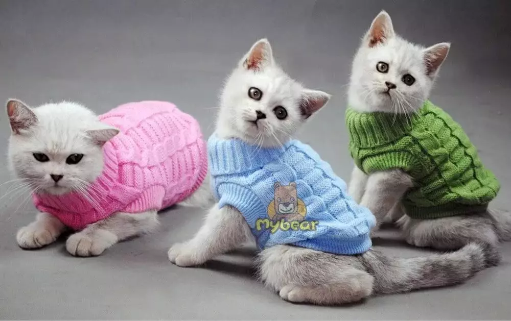 Cilên Cat: Cilên Knitted Knitted Ji bo Cats û Kittens. Mezinahiya rast çawa hilbijêrin? Meriv çawa cilan fêr dike? 11923_3