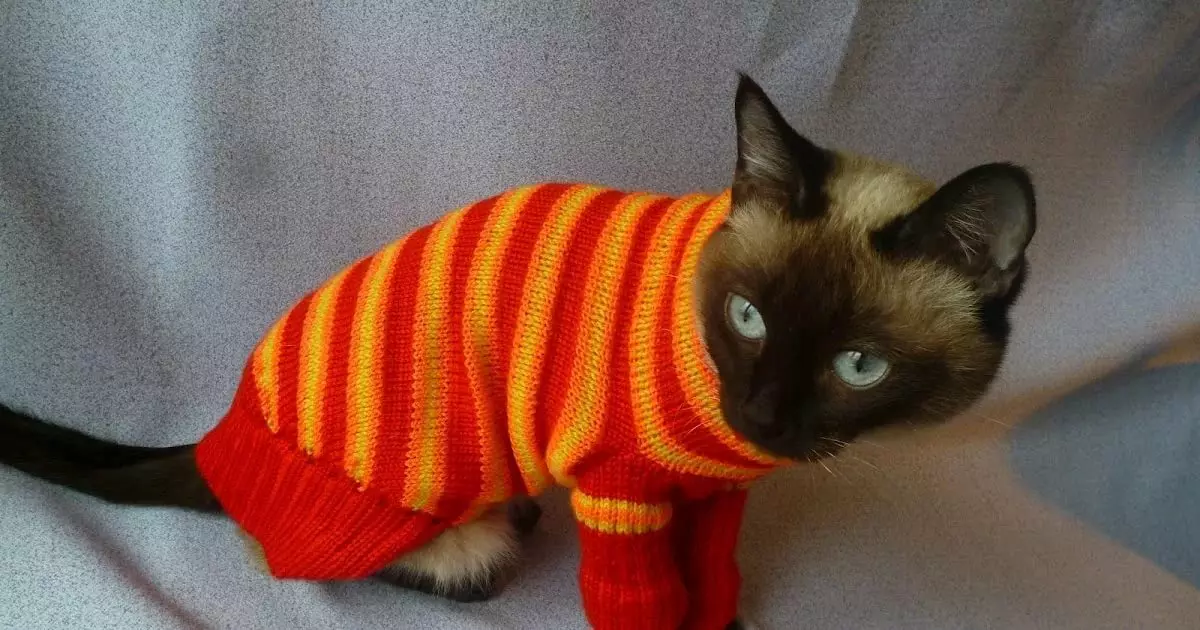 ملابس القط: الدافئة ملابس التريكو للقطط والقطط. كيفية اختيار الحجم المناسب؟ كيفية تدريس الملابس؟ 11923_30