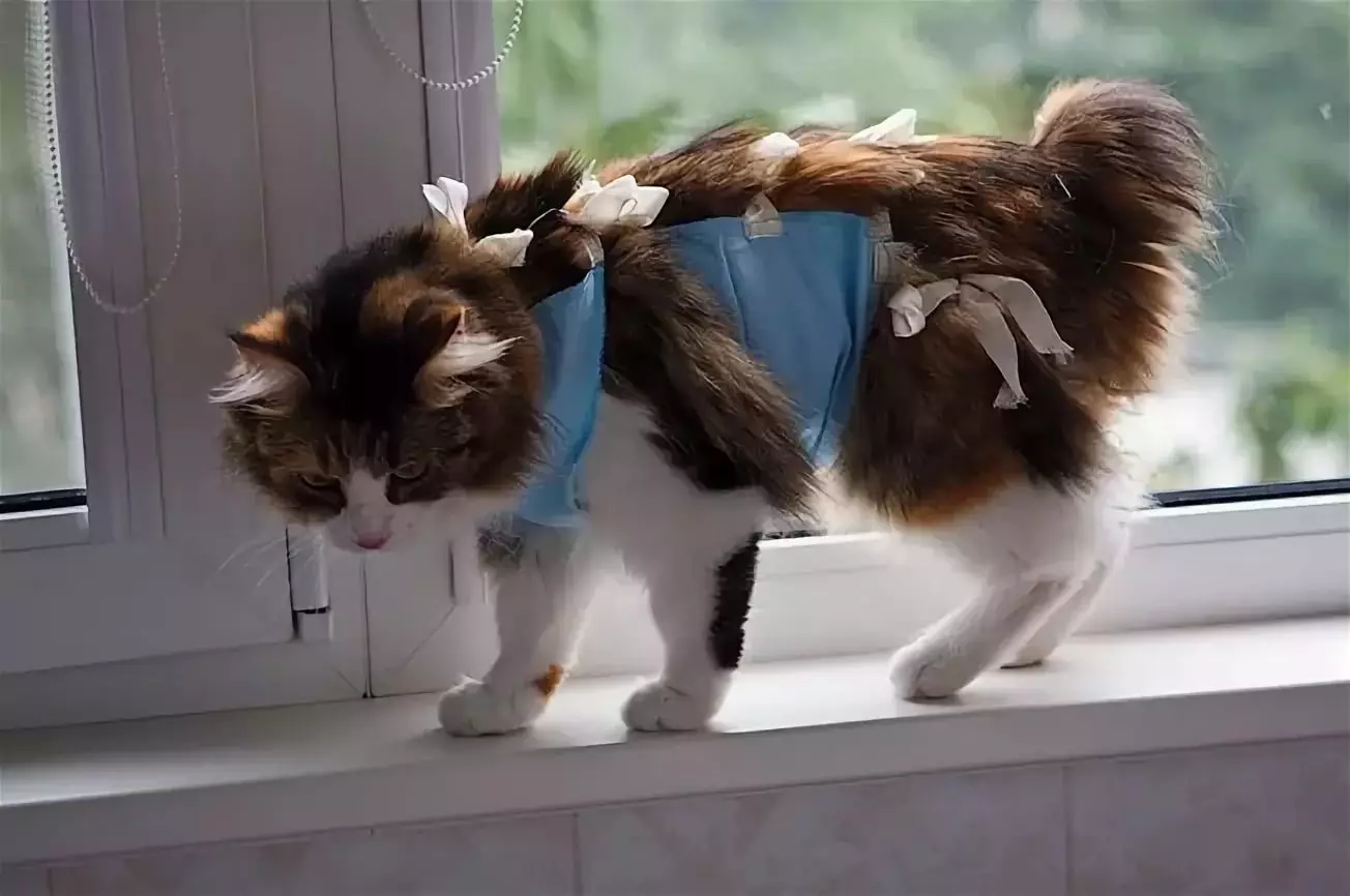 Roupa de gato: roupa de punto quente para gatos e gatitos. Como elixir o tamaño correcto? Como ensinar a roupa? 11923_31