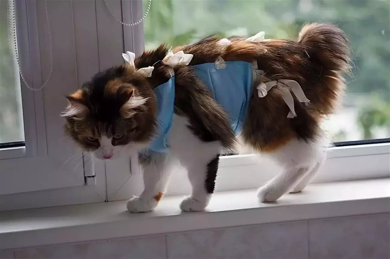 Katkleding: warme gebreide kleding voor katten en kittens. Hoe de juiste maat te kiezen? Hoe kleding te leren? 11923_31