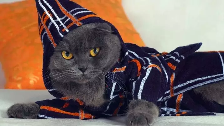 Кат облека: топла плетена облека за мачки и мачиња. Како да ја изберете вистинската големина? Како да научиш облека? 11923_32