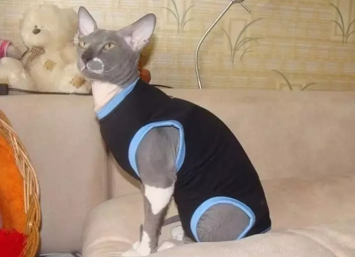 Cat odjeća: Topla pletena odjeća za mačke i mačiće. Kako odabrati pravu veličinu? Kako naučiti odeću? 11923_33