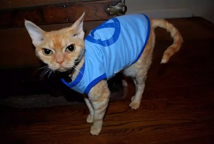 لباس گربه: لباس های بافتنی گرم برای گربه ها و بچه گربه ها. چگونه اندازه مناسب را انتخاب کنید؟ چگونه لباس را آموزش دهید؟ 11923_36