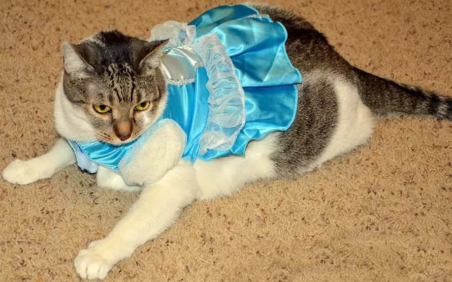Roupa de gato: roupa de punto quente para gatos e gatitos. Como elixir o tamaño correcto? Como ensinar a roupa? 11923_4
