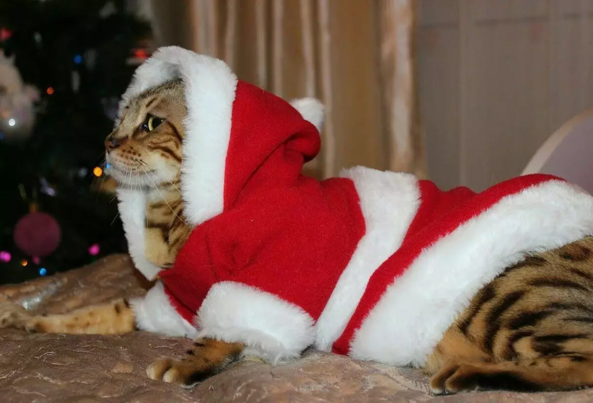 Roupa de gato: roupa de punto quente para gatos e gatitos. Como elixir o tamaño correcto? Como ensinar a roupa? 11923_40