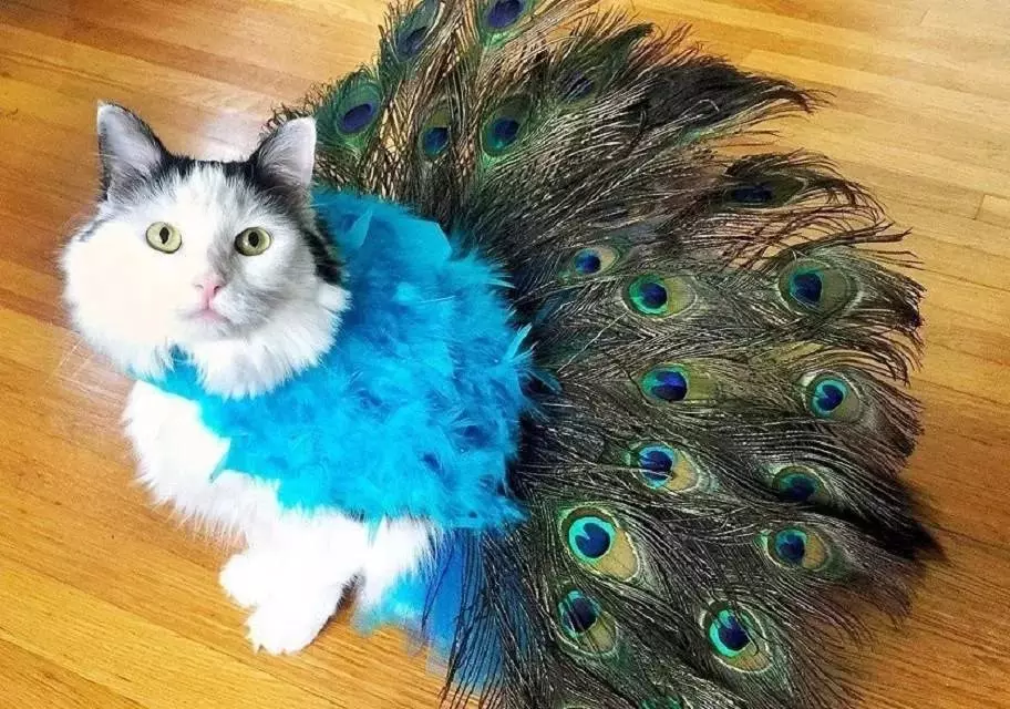 Cilên Cat: Cilên Knitted Knitted Ji bo Cats û Kittens. Mezinahiya rast çawa hilbijêrin? Meriv çawa cilan fêr dike? 11923_41